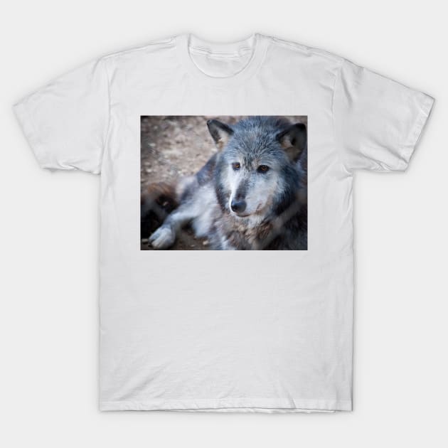 Grey and white wolf portrait closeup with golden eyes stunning on t-shirt or other clothing, or animal print T-Shirt by brians101